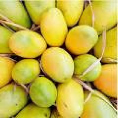 Cheraku Rasalu Mangoes